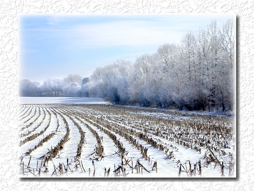 Snowy Fields in Illinois...