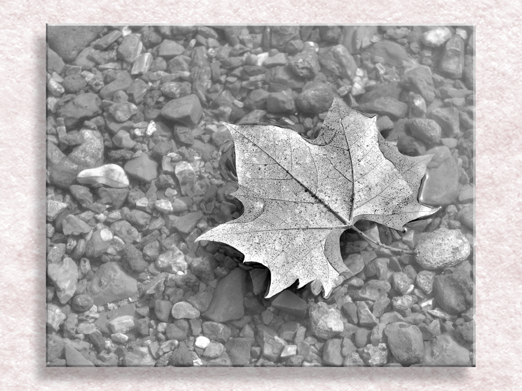 Leaf In the Meramec...