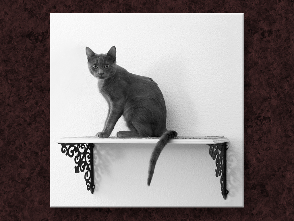 Cat On a Shelf...