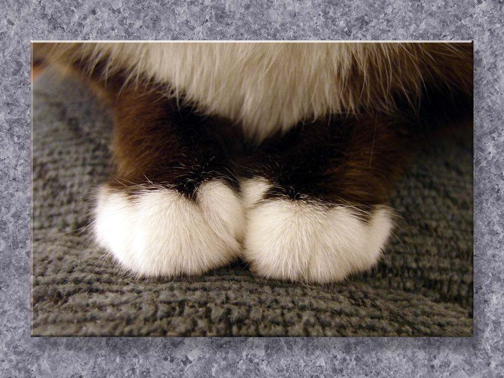 Paws...