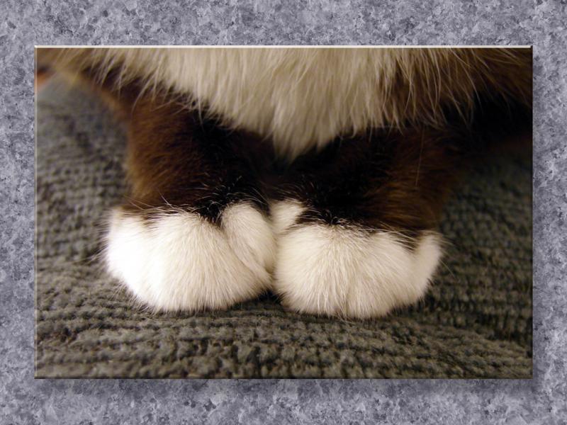 Paws...