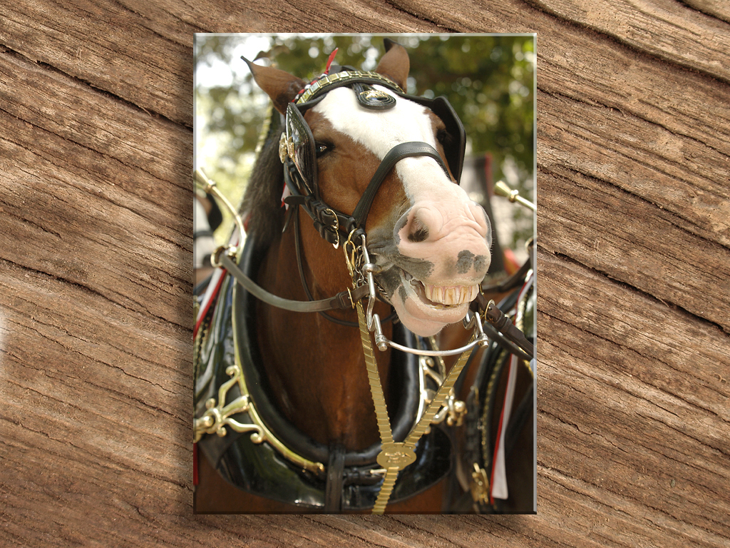 Smiley The Clydesdale...