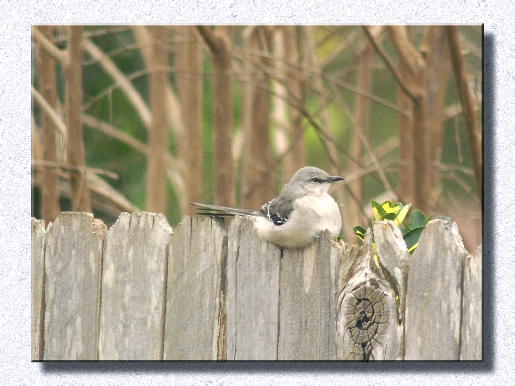 Birdie On a Fence...