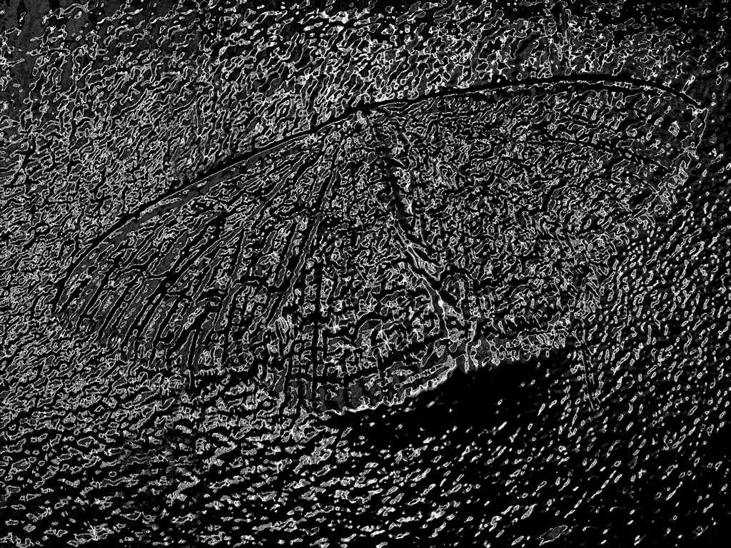 Butterfly In Tar...